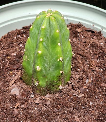 Customer photo review of San Pedro Cactus | Echinopsis (Trichocereus) pachanoi