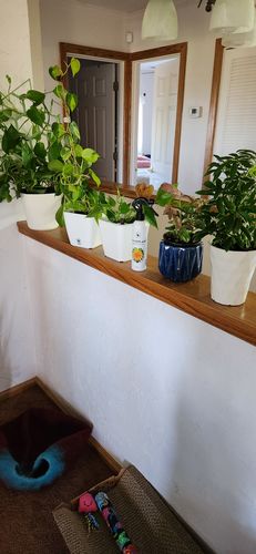 Customer photo review of Houseplant Insecticide w/ Neem