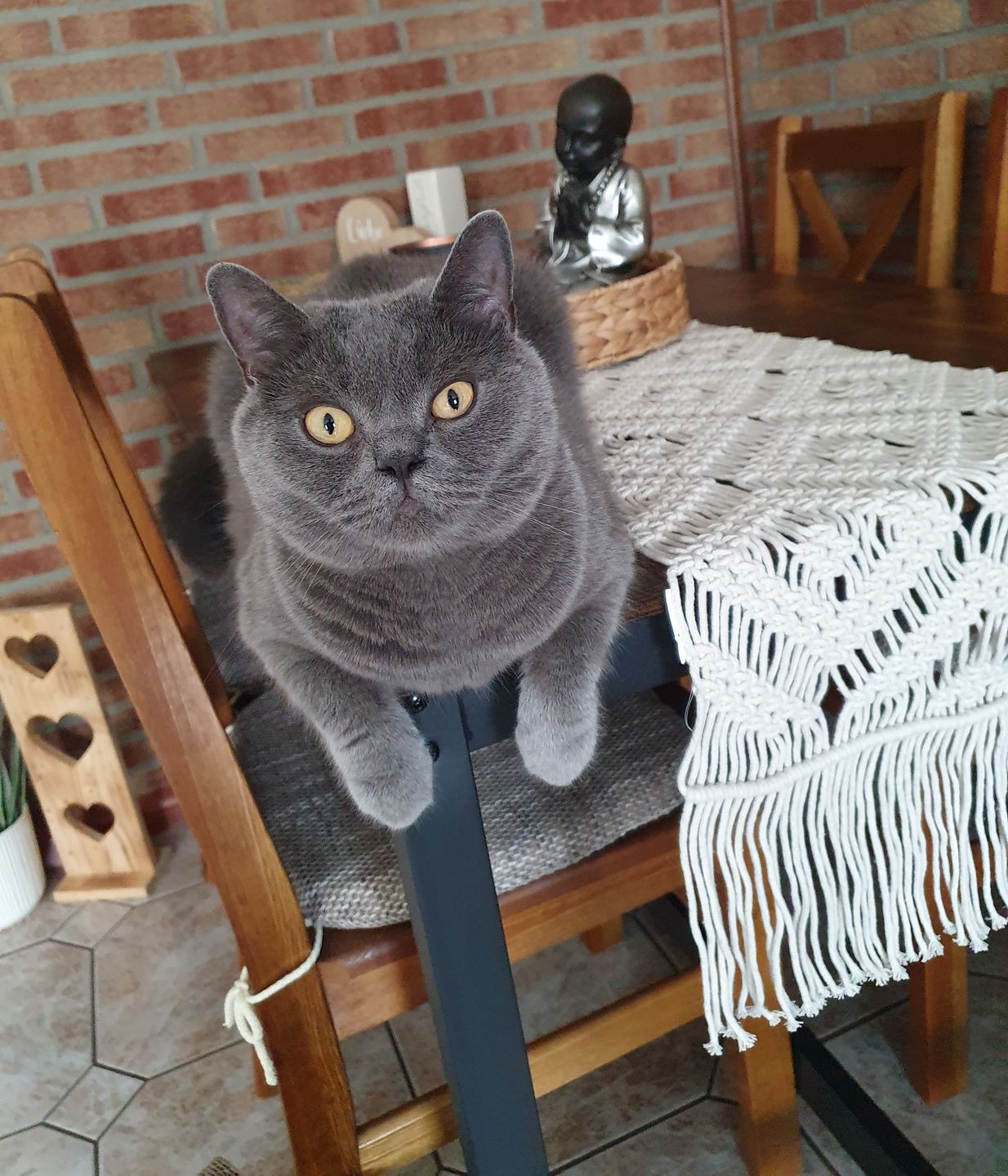 Customer photo review of Wurmtest Pro Katze
