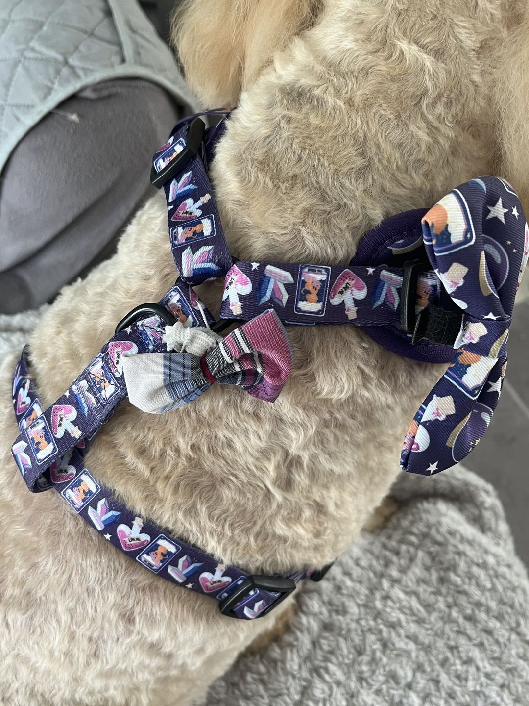 Customer photo review of Dog Harness - Pawtune Teller