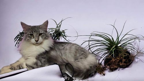 Customer photo review of 3 month supply - 6 Cats