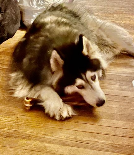 Customer photo review of Beef Shin Dog Bone - Bag of 2