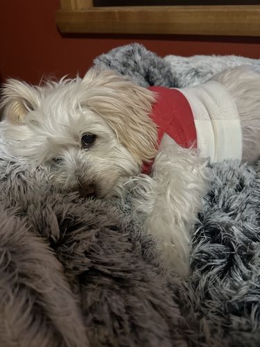 Customer photo review of PaWz Pet Calming Blanket