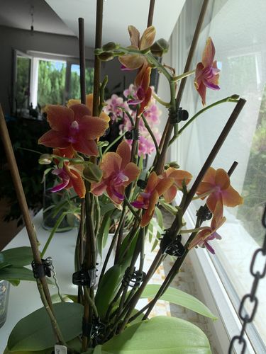 Customer photo review of Große Two of Us Duftorchidee Bolgheri mit rosa-orangenen Blüten und 7+ Rispen