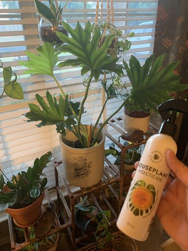 Customer photo review of Houseplant Insecticide w/ Neem