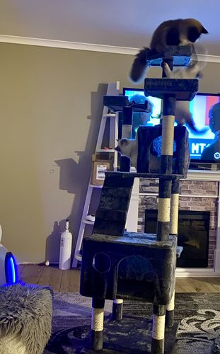 Customer photo review of Pawz Cat Scratcher Post Tree