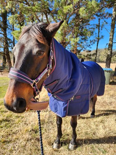 Customer photo review of Rambo Optimo Stable Neck Rug