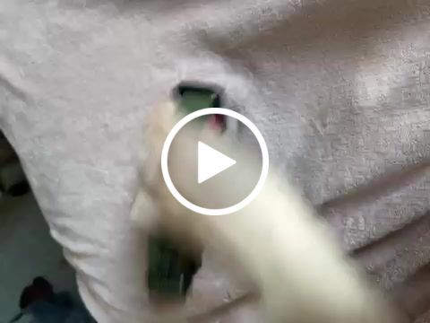 Customer video review of 2.5cm Combat® Collar | With Handle & Rated Clip - Khaki v2.0