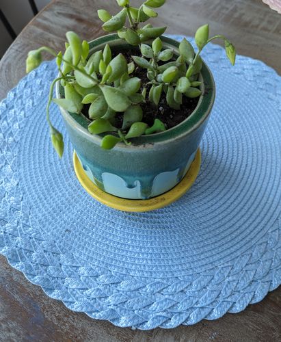 Customer photo review of Cliff Cotyledon | Cotyledon Pendens
