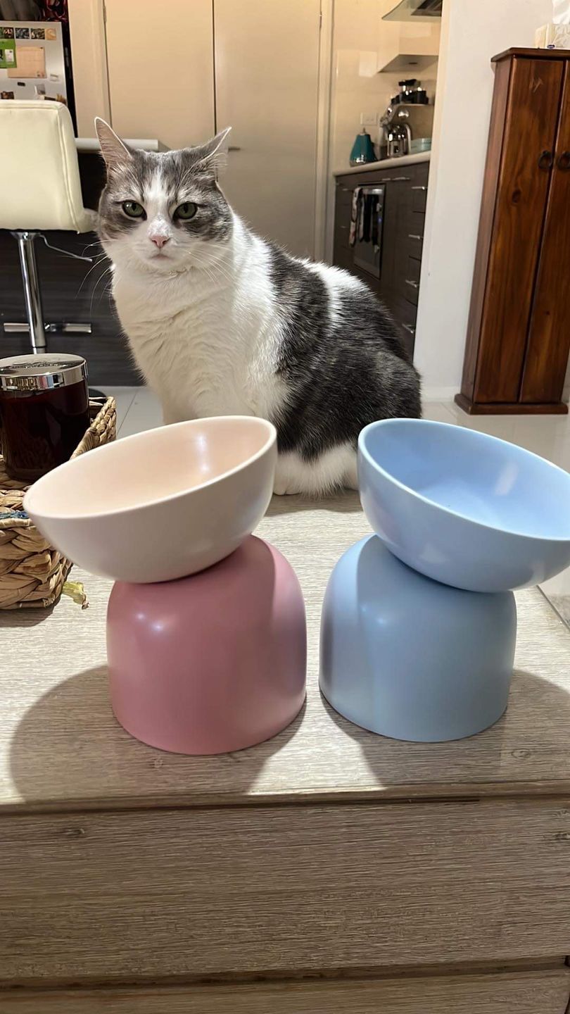 Customer photo review of Makesure Sugar Bean Ceramic Double Pet Bowls For Cat and Small Dogs