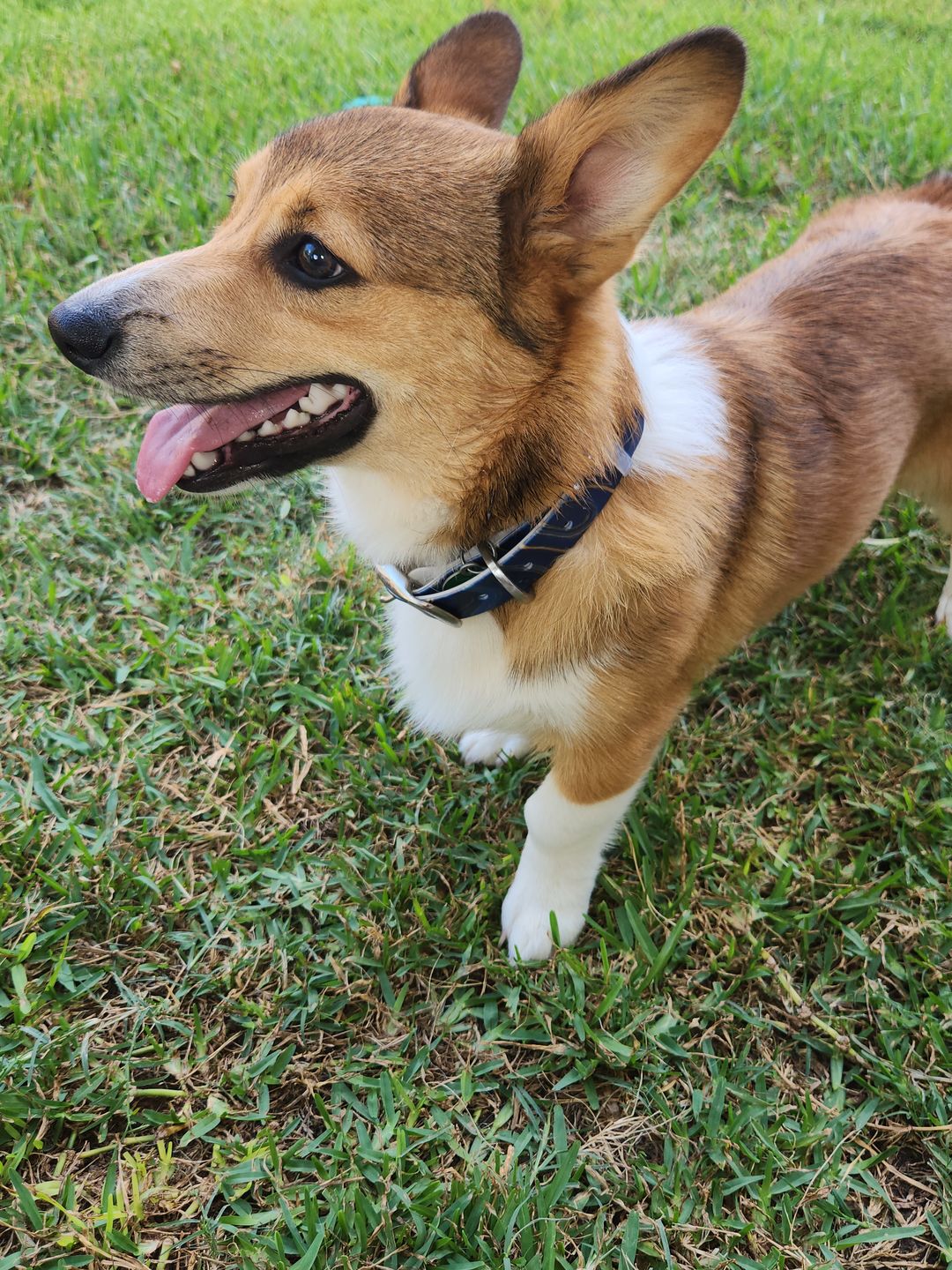 Customer photo review of Agate and Gold Dog Collar