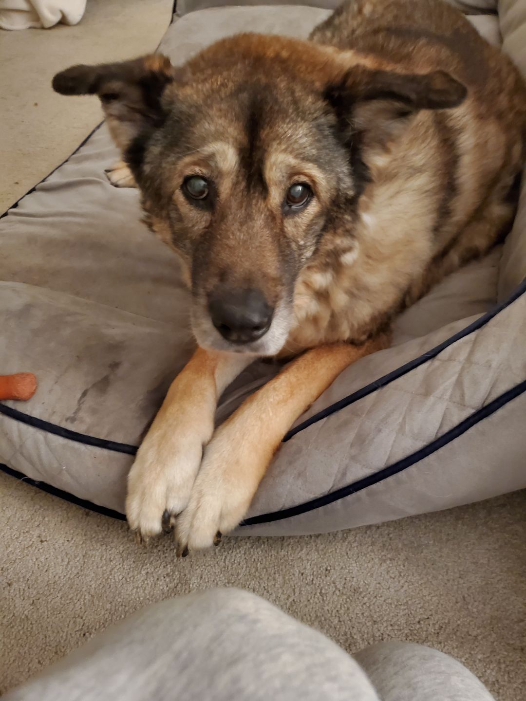 Customer photo review of Calming Hemp Oil for Dogs | CBD, Chamomile, L-Theanine