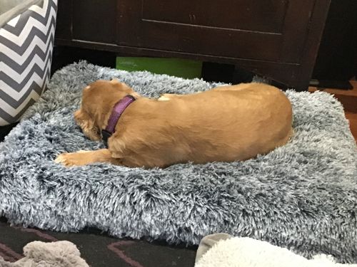Customer photo review of PaWz  Multimat