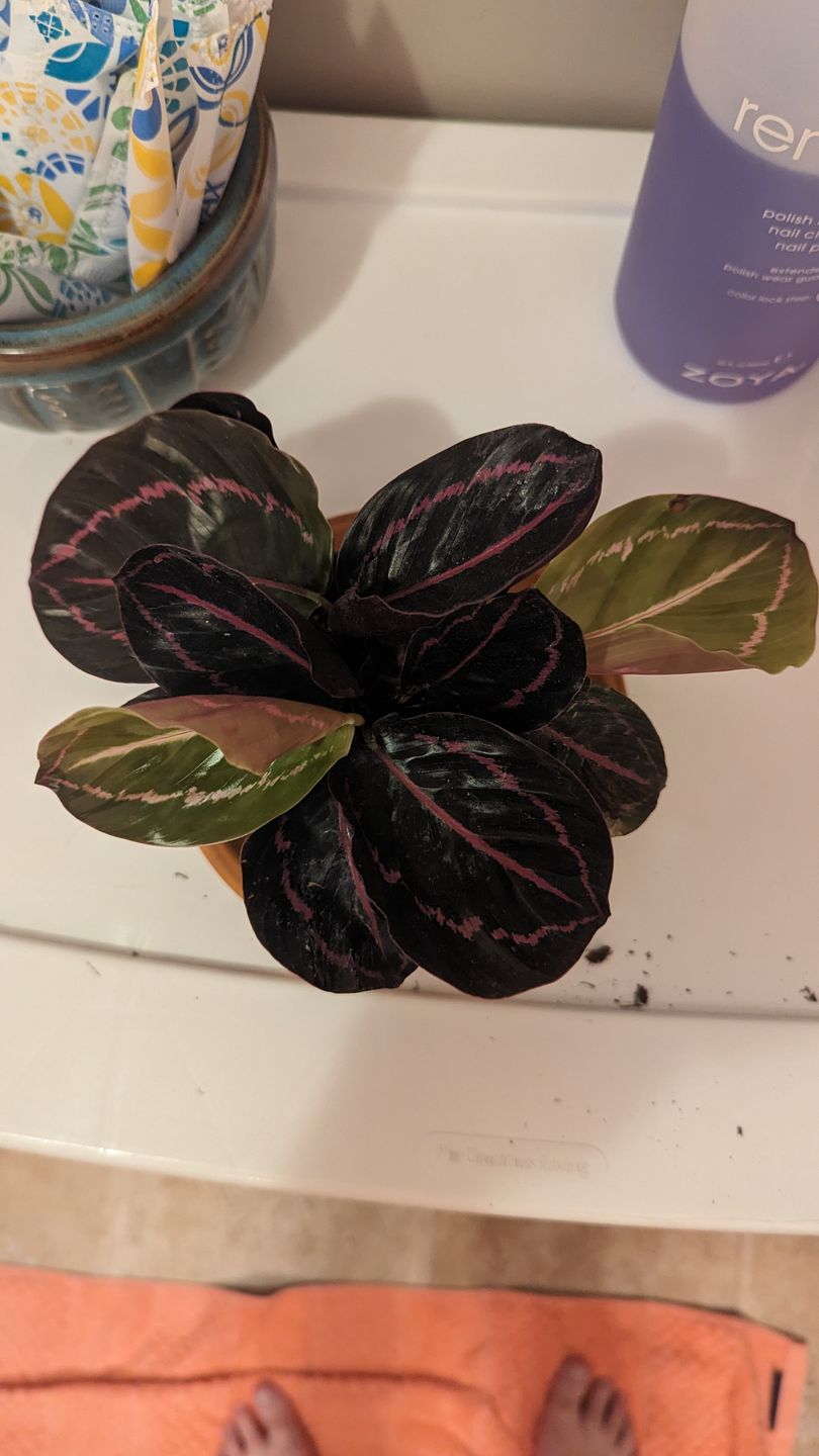 Customer photo review of Calathea roseopicta 'Dottie'