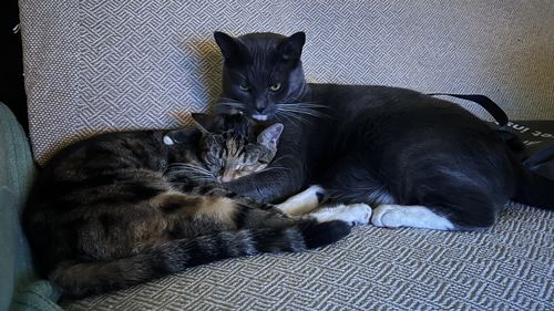 Customer photo review of 1 Month Supply – 2 Cat