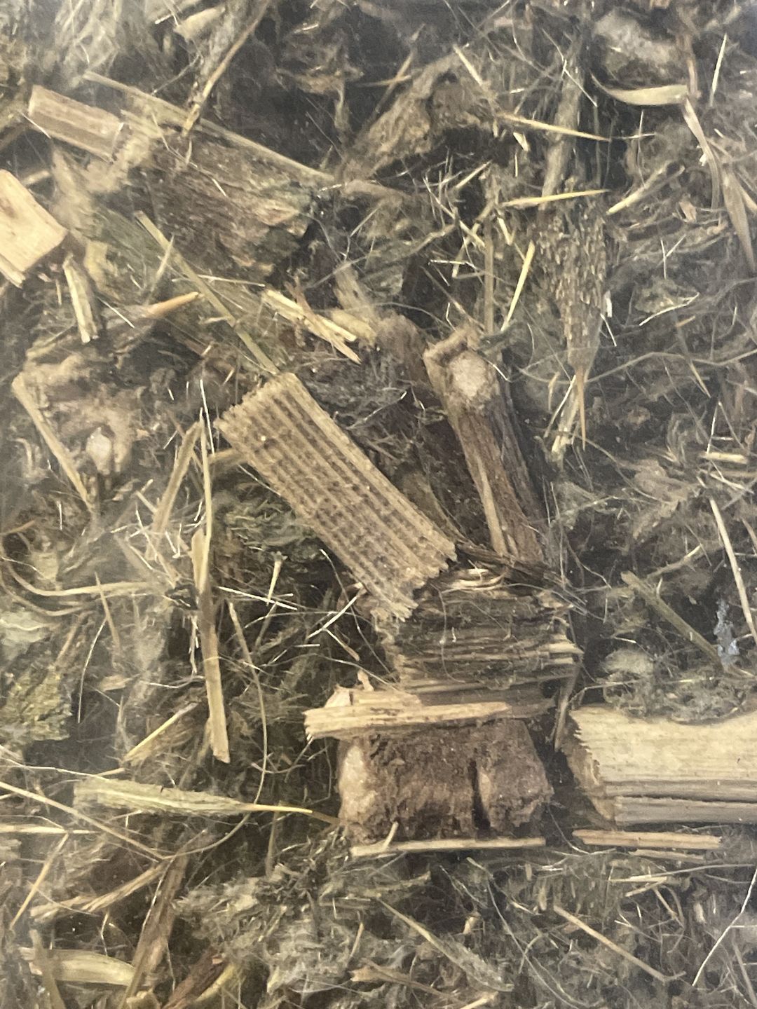Customer photo review of HOLY THISTLE HERBAL SUPPLEMENT TEA