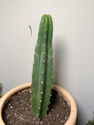 Customer photo review of San Pedro Cactus | Echinopsis pachanoi