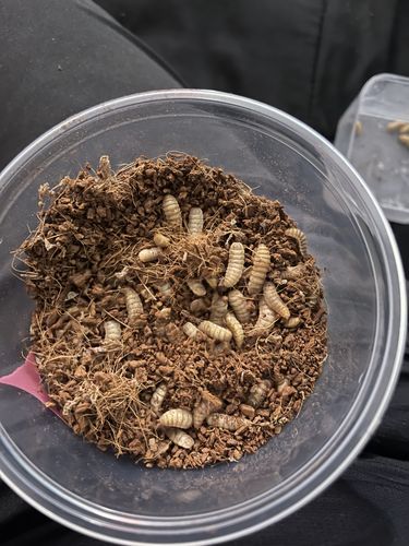 Customer photo review of GrubTerra Fresh Black Soldier Fly Larvae for Reptiles