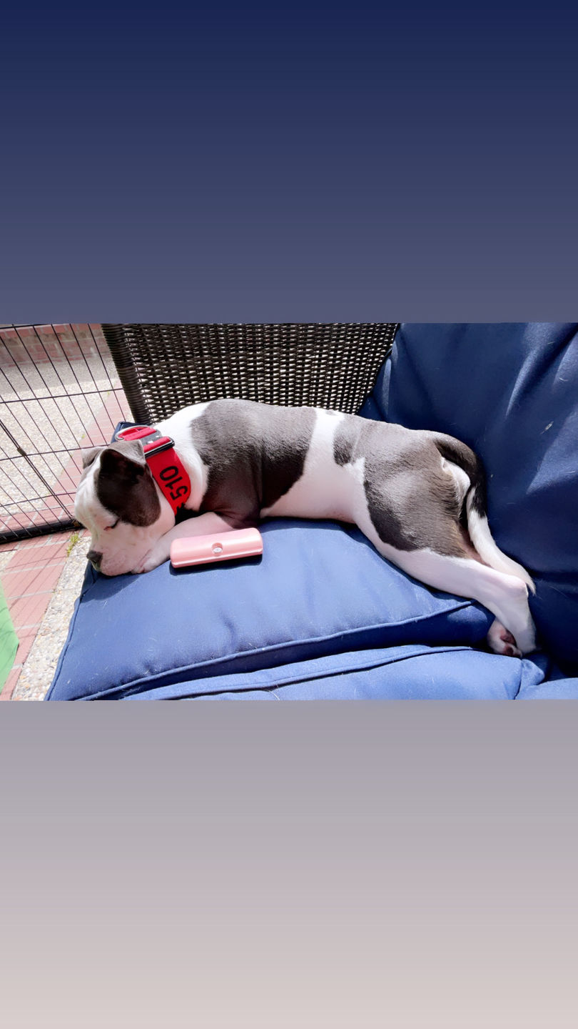 Customer photo review of BullyBillows Complete Animal Deshedding Kit - Pink