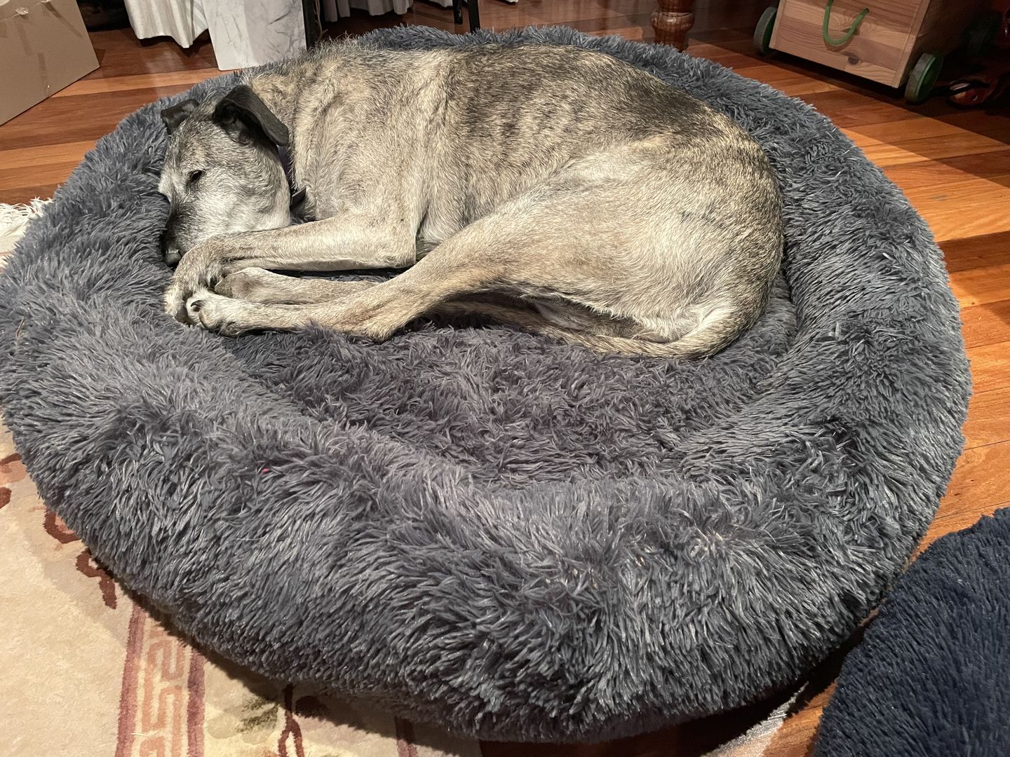 Customer photo review of Spare Calming Dog Bed Cover