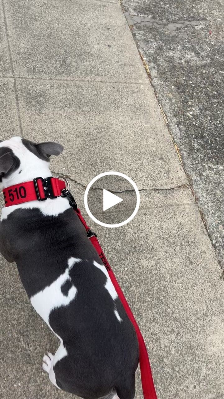 Customer video review of 1.4m Swivel Combat Lead | Neoprene Lined, Secure Rated Clip with Soft Handle - Red