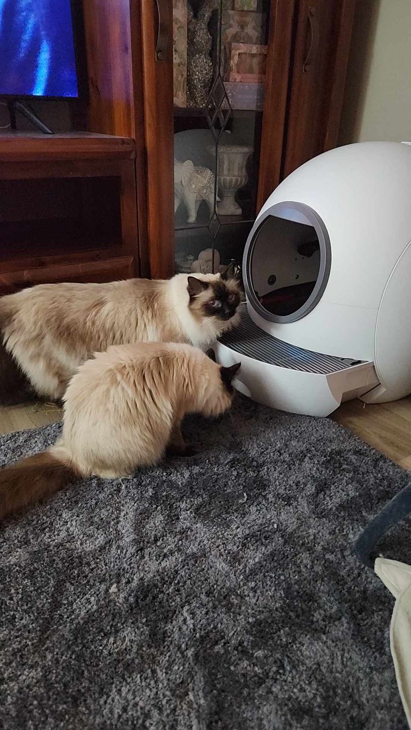 Customer photo review of PaWz Automatic Smart Cat Litter Box