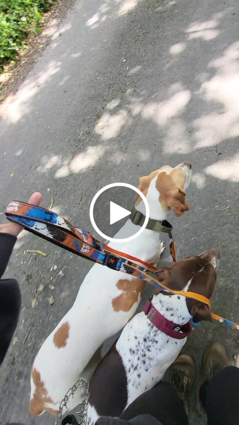 Customer video review of 4cm Combat® Collar | With Handle & Rated Clip - Burgundy v2.0