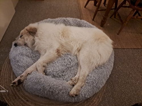 Customer photo review of Pawz Non-Removable Calming Pet Bed