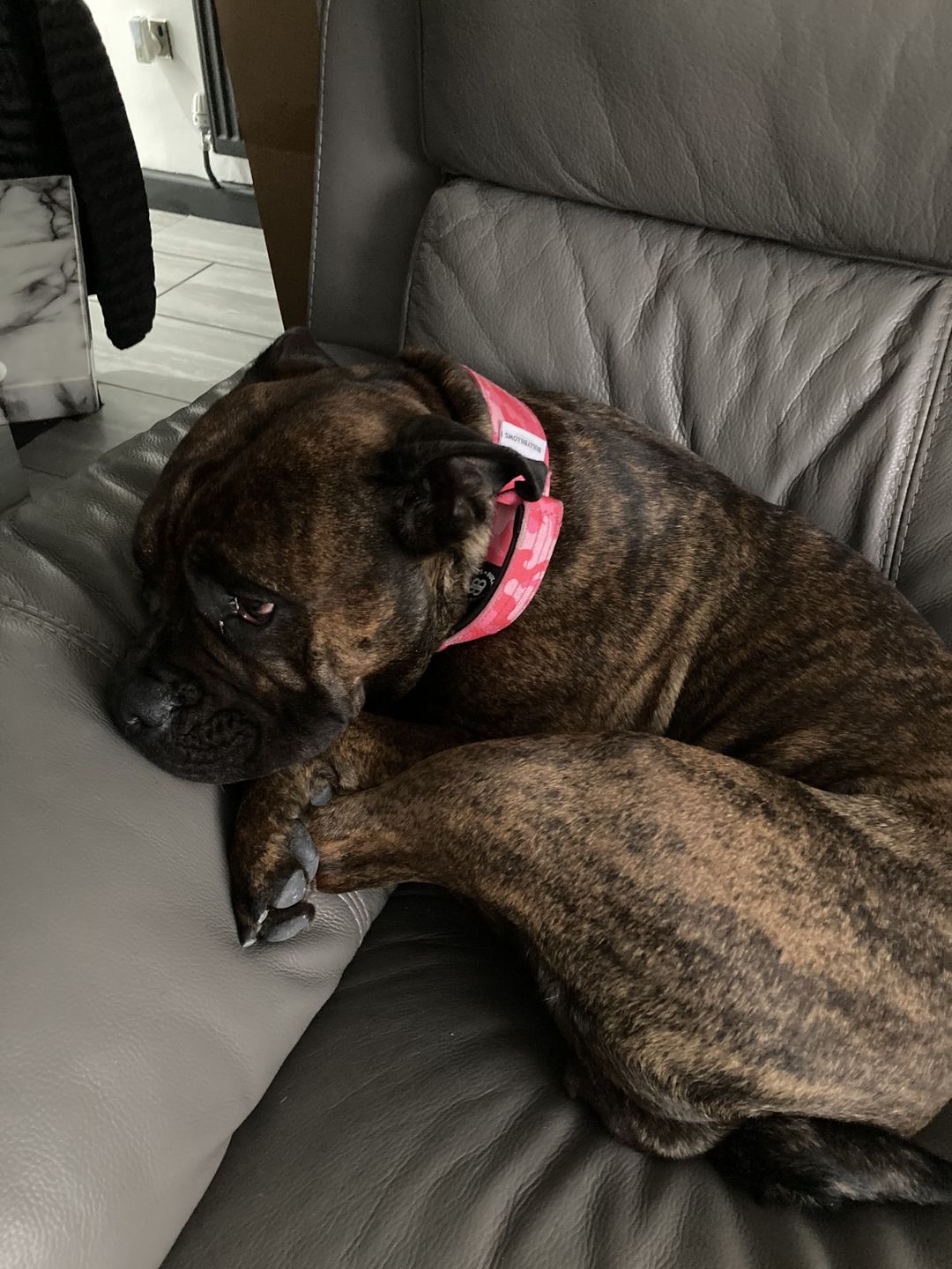Customer photo review of 5cm Combat® Collar | With Handle & Rated Clip - Bubblegum v2.0