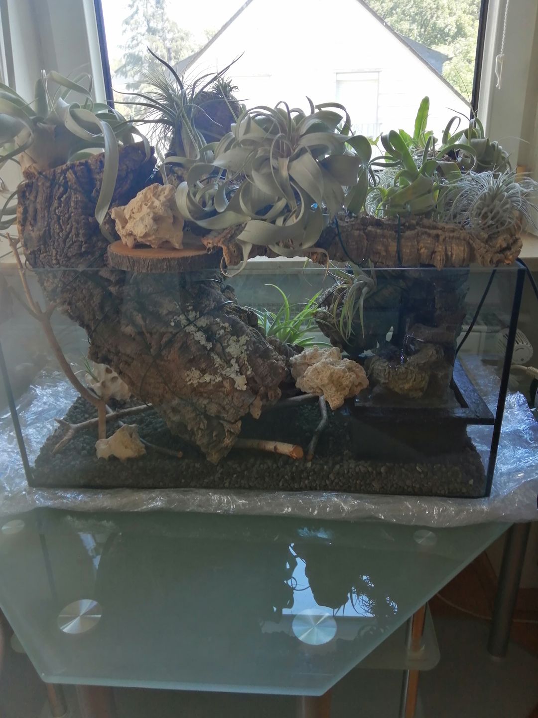 Customer photo review of Tillandsien Mix - B-Ware AKTION