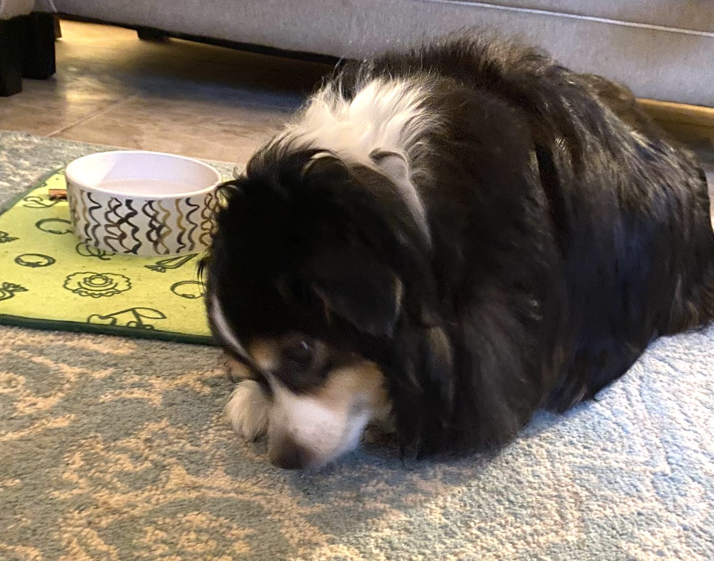 Customer photo review of 6" Gullet Sticks For Dogs