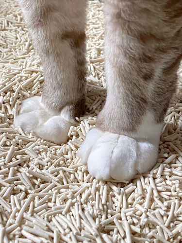 Customer photo review of Michu Tofu Cat Litter Gen3- Dust-Free and Natural Clumping Tofu-Based Formula for Easy Cleanup