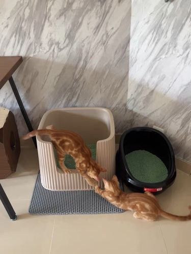 Customer photo review of Michu XXL Coral & BoBa(Pre Order) Deluxe Cat Litter Box - Spacious Design with Scoop Included