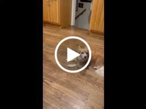 Customer video review of Pink