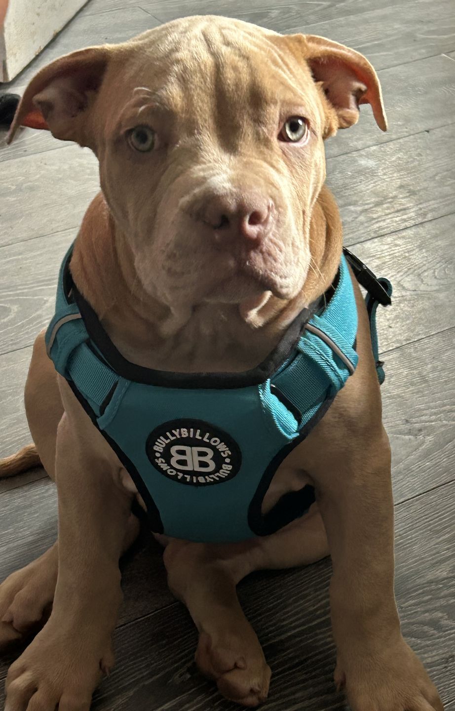Customer photo review of Premium Comfort Harness | Non Restrictive & Adjustable - Light Blue