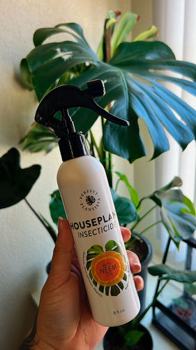 Customer photo review of Houseplant Insecticide w/ Neem