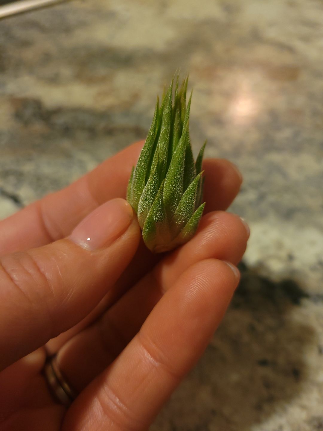 Customer photo review of Ionantha Peanut  (Mini Ionantha Form)