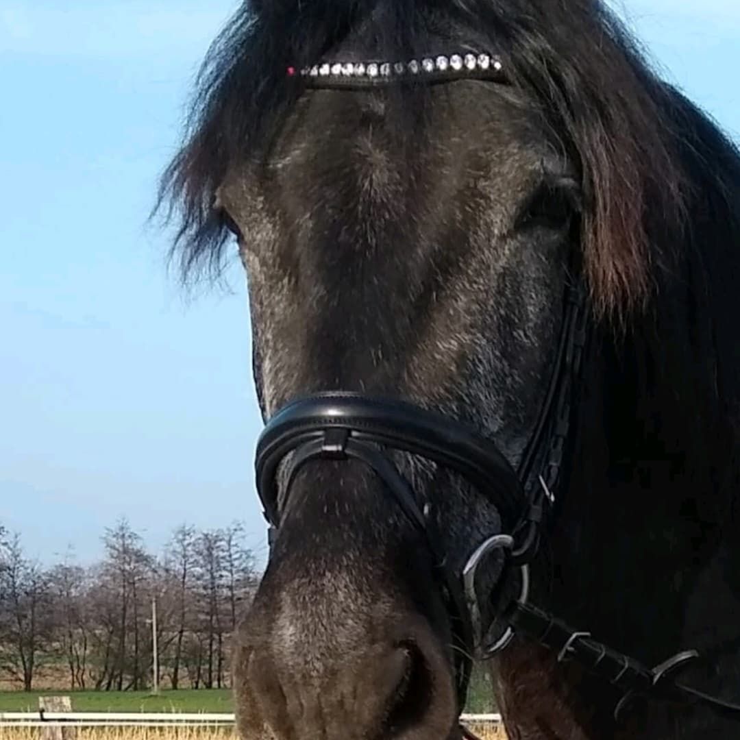 Customer photo review of Kristallkraft Femmina