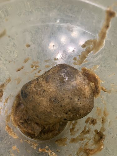 Customer photo review of African Black Soap