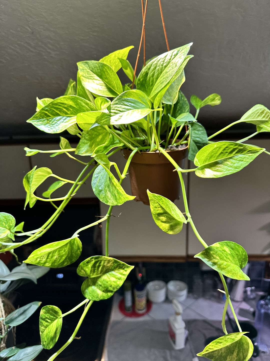 Customer photo review of Pothos Epipremnum aureum 'Golden'