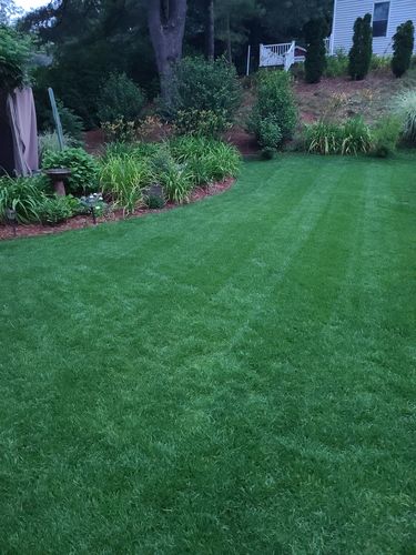 Customer photo review of GCI Turf Blue Heat Grass Seed