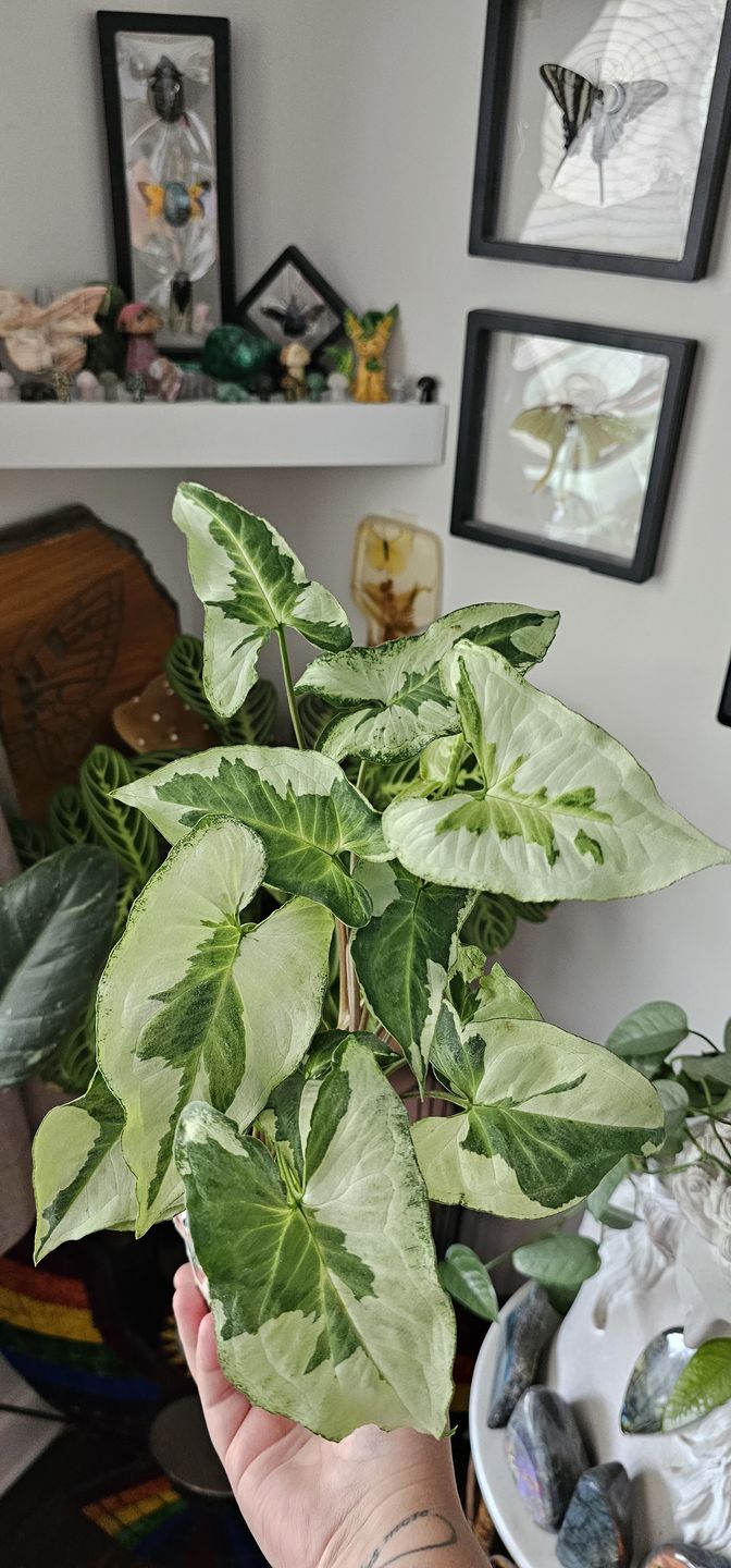 Customer photo review of Syngonium podophyllum 'Three Kings'
