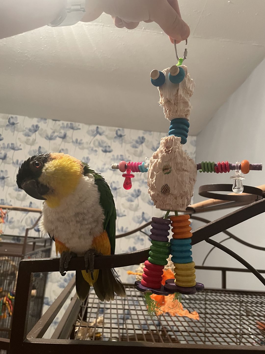 Customer photo review of Balsa Bot - Super Bird Creations