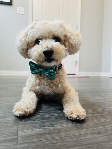 Customer photo review of Good Boy Dog Bow Tie for Dog and Cat Collar