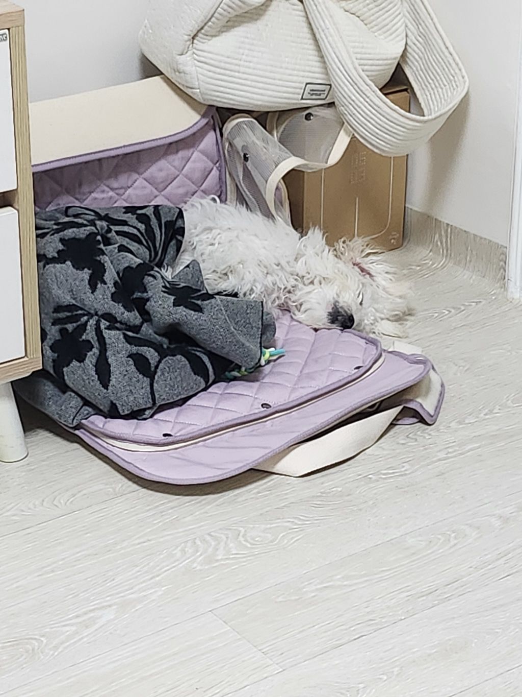 Customer photo review of Sunday Pet Bag