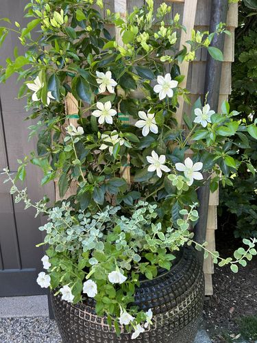 Customer photo review of Bulk 31" Artificial Silk Clematis Stem Flowers Wholesale