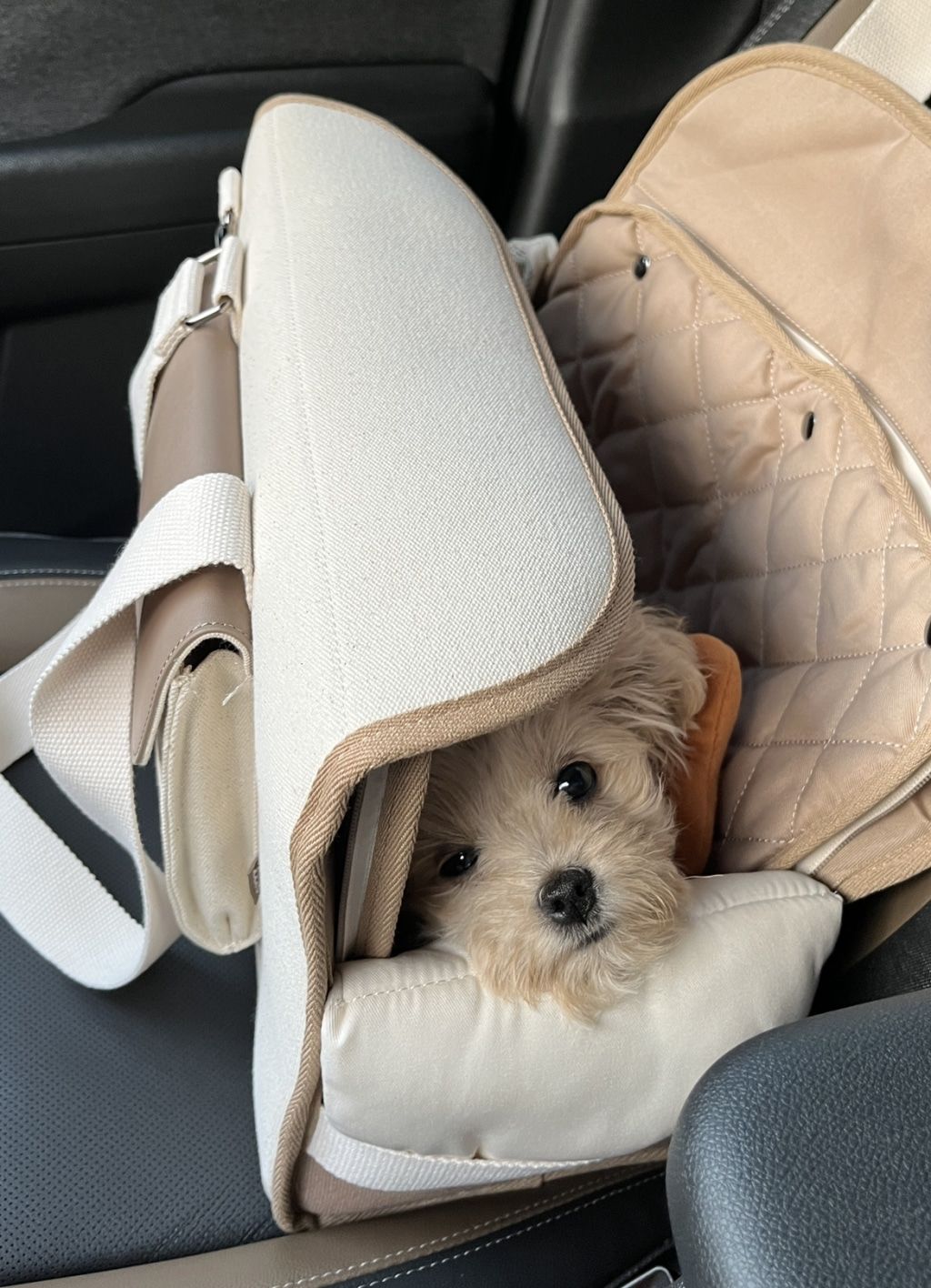 Customer photo review of Sunday Pet Bag