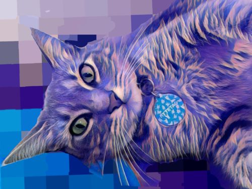 Customer photo review of Yoga Cat