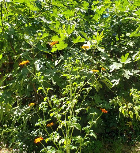 Customer photo review of Torch Mexican Sunflower Seeds