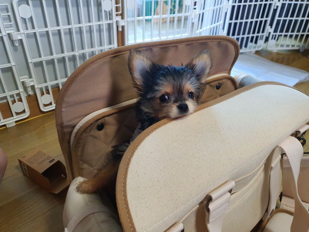 Customer photo review of Sunday Pet Bag